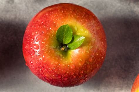 Raw Red Organic Cosmic Crisp Apples Stock Image Image Of Nature