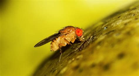 How To Get Rid Of Gnats And Fruit Flies At Home Hometriangle