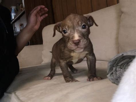 Select from our list of available pit bull puppies for sale today! American Pit Bull Terrier Puppies For Sale | Fredericksburg, VA #327184