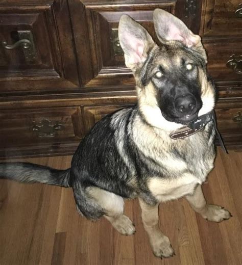 Buyers beware 99.9% of these ads for puppies/ dogs,kittens are spam! Lost Dog- Saint Paul- German Shepherd Dog- Female Date Lost: 09-08-2018 Dog's Name: Zara Breed ...