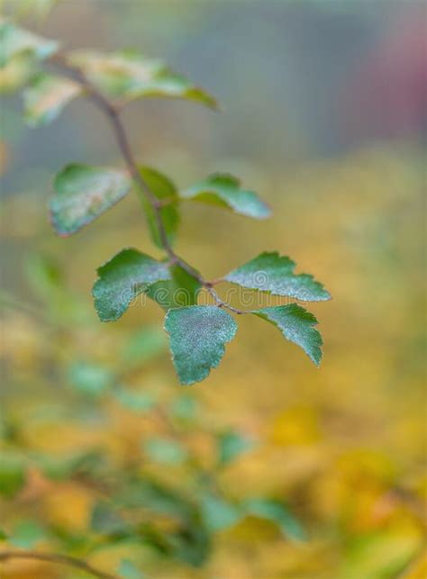 Branch With Green Autumn Leaves With Dew Drops On A Yellow Blurred