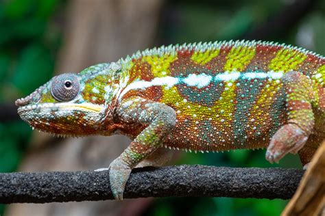 Panther Chameleon Info Pictures Characteristics And Facts Pet Keen