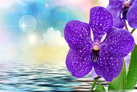 Nature Orchid 4k Ultra HD Wallpaper