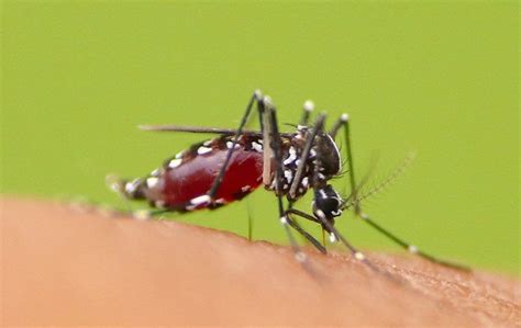 Ways To Reduce The Mosquito Population Around Your Bryan Tx Home