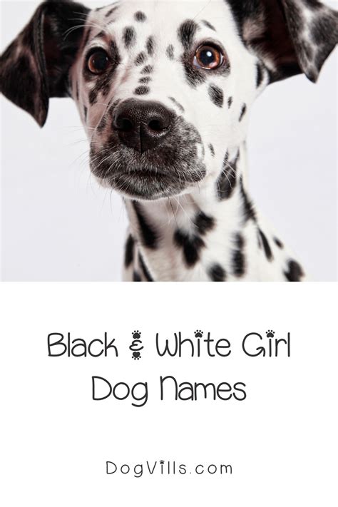 98 Amazing Black And White Dog Names Dogvills Dog Names Girl Dog