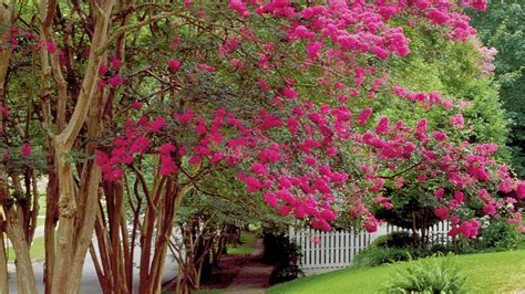 How To Prune Crepe Myrtles Video By Steve Bender For Southern Living