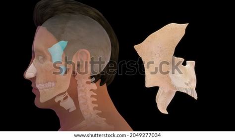 Human Sphenoid Bone Anatomy 3d Illustration Stock Illustration