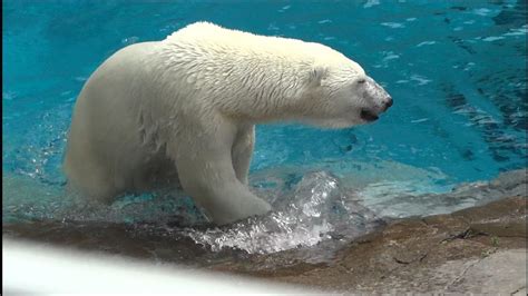 Lours Polaire Ou Ours Blanc Zoo De St Félicien Canada Youtube