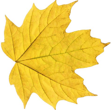 Yellow Autumn Png Leaf Transparent Image Download Size 900x892px