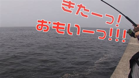 噂のブリラッシュ参戦‼️ ショア鰤釣るなら今しかねー‼️ 武庫川一文字 ショアジギング Youtube