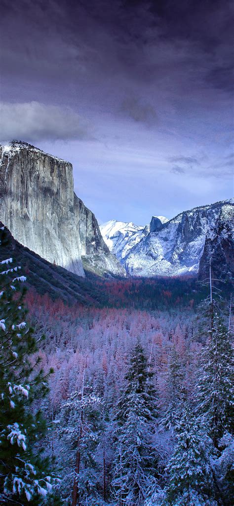 1242x2688 Snow Forests Yosemite Scenery 4k Iphone Xs Max Hd 4k