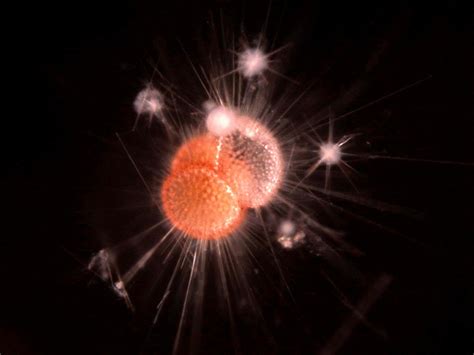 New Species Of Plankton Discovered Cbs News