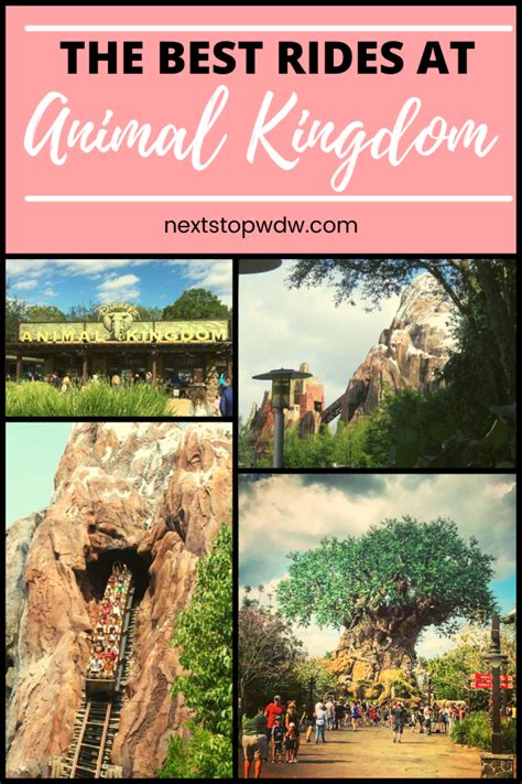 The Very Best Rides And Attractions In Animal Kingdom 2023 Next Stop Wdw