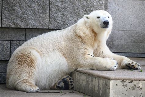 Polar Bear Stick Stock Photos Free And Royalty Free Stock Photos From