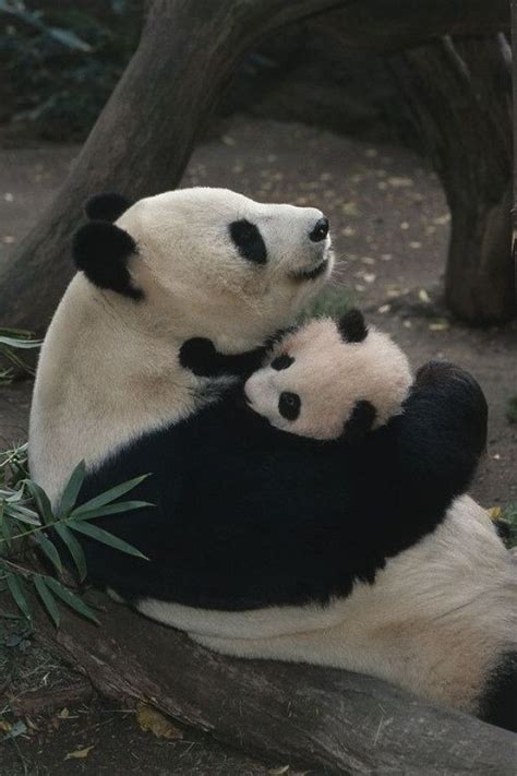 Cute Animals Mother Baby Panda Bear Cuddling Hugging ← Awesome Images
