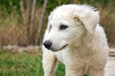 Kuvasz Dog Breed Information And Characteristics