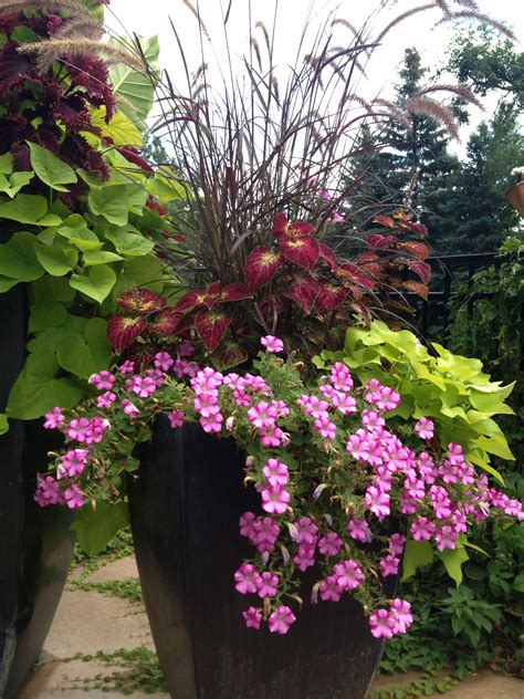 Container flower arrangements are great for brightening up a sunny courtyard, balcony or patio. Patio Flowers, Full Sun | Plants, Outdoor flowers ...