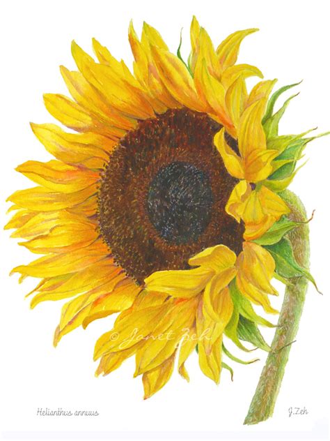 Sunflower Watercolor Painting At Getdrawings Free Download