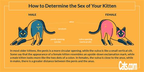 Feline Genitalia Guide Written By A Vet