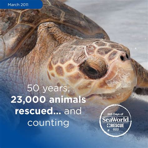 Photo 22 Of 365 Days Of Rescue This Subadult Loggerhead Turtle