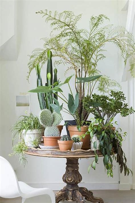 Creative Ways Include Indoor Plants Your Home Jhmrad 89831