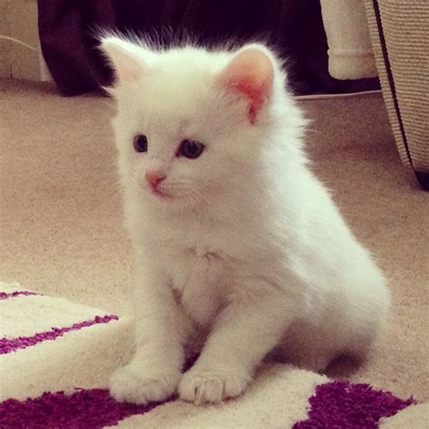 Free Fluffy White Kittens 12 White Fluffy Kittens To Snuggle Up With