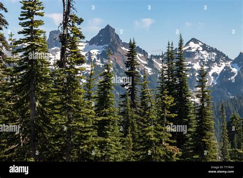 Evergreen Trees Grow Large On Mt Rainier In Washington State Stock