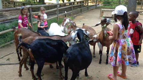 Feeding Goats At Atlanta Zoo Petting Farm Youtube