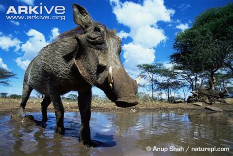 Common Warthog Animals Wiki Fandom