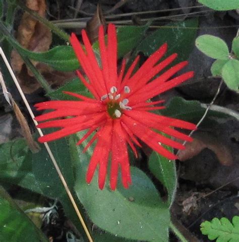 Red Wildflowers