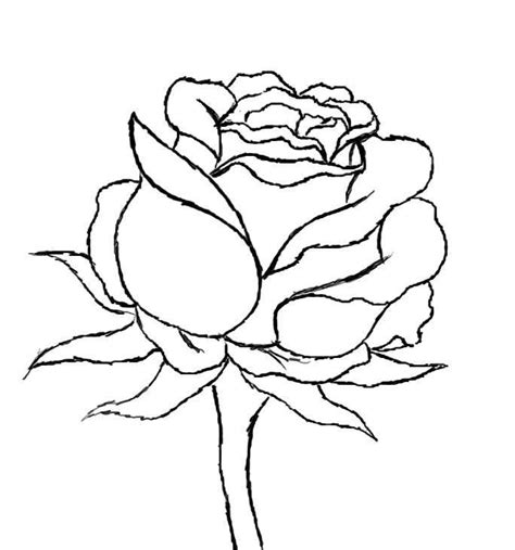 Draw a heart around the oval shape making sure that the heart now a few more tutorials you can try. How to Draw a Red Rose | Roses drawing, Flower drawing ...