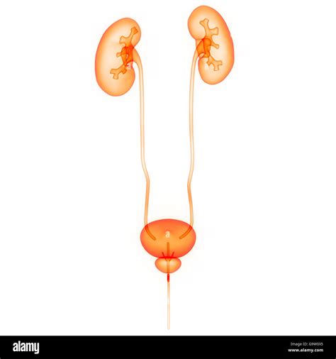 L Anatomie Des Organes Du Corps Humain Reins Photo Stock Alamy