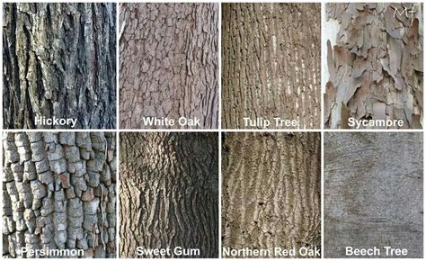 Identify Hardwood Trees By Bark