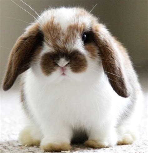 The Cute Rabbit Pets Page 17 Of 28 Gloria Love Pets Cute Animals