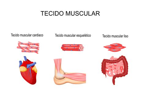 Características Do Tecido Muscular Estriado Esquelético MODISEDU