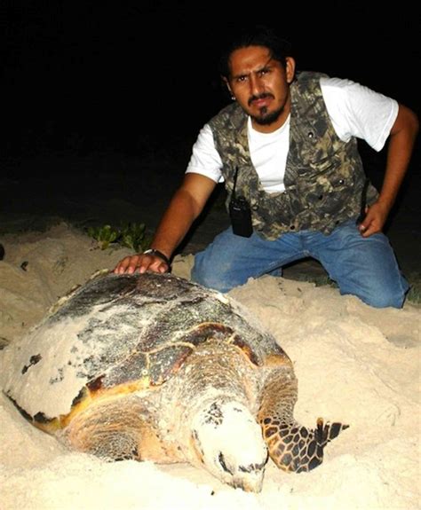Saving Mexicos Endangered Sea Turtles Will Be Good For Tourism Too