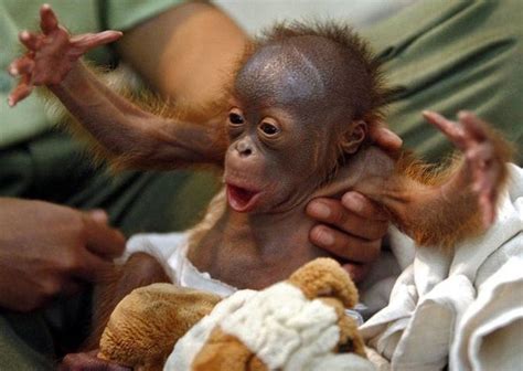 Cute Babies Monkey Monkey Chunky Monkey Big Baby Cute Monkey