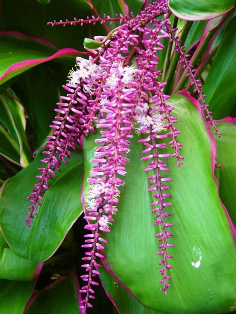 Get fresh hawaiian tropical flowers from hawaii. Tropical flowers Maui | Flowers, Plant fungus, Hawaiian ...