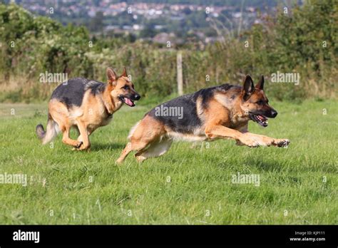 Shepherd German German Shepherd German Shepherd Dogs Leaping After