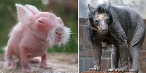 These 15 Animals Without Hair Are Barely Recognizable Bored Panda