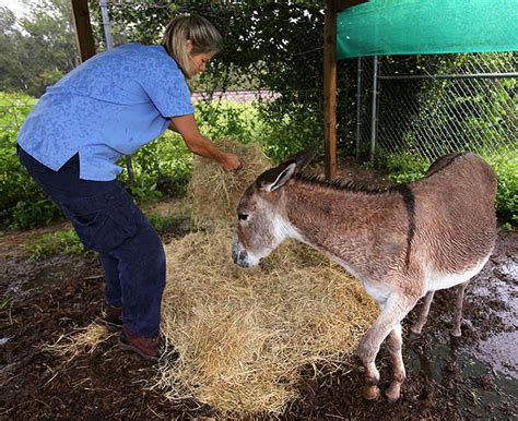 Florida Farm Hand Accused Of Sexual Abuse With Donkey