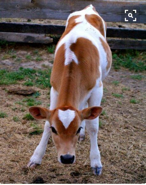 Calf With Heart Marking Animalsholy Cow Pinterest Cow Animal