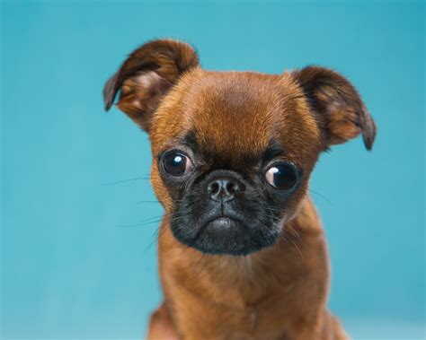 Dog Photography Brussels Griffon Puppy By Mark Rogers
