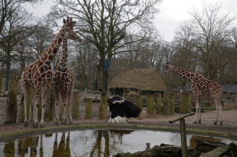 Copenhagen Zoo Will Travel For Pandas
