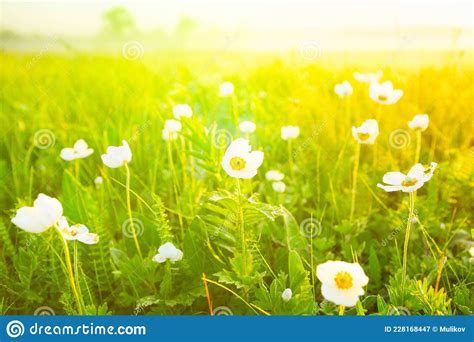 Spring Summer Wallpaper With Green Grass And White Flowers Stock Image
