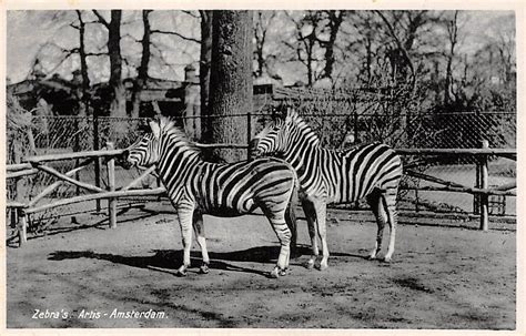 Amsterdam Artis Zebras 1932 Dierentuin Zoo Hc11339 House Of Cards
