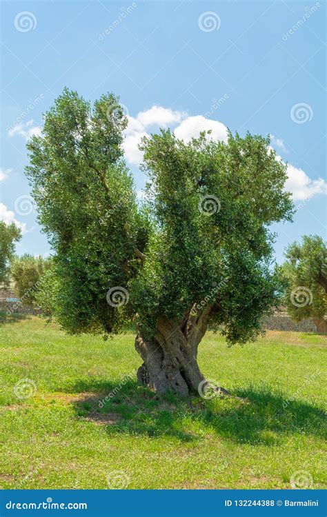 Very Old Olive Trees In Apulia Italy Famous Center Of Extra Vi Stock