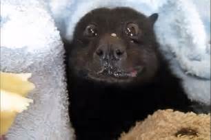 Its A Bat Eating A Banana And Its Absolutely Adorable Cute