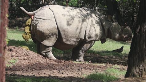 Rhino Pooping Explosion Youtube