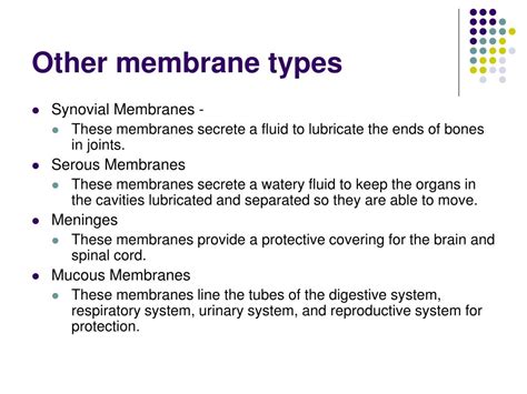 Ppt Body Cavities And Membranes Powerpoint Presentation Free